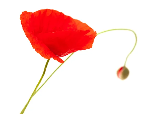 Flor de amapola rojo brillante aislado —  Fotos de Stock