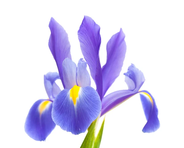 Donkere paarse iris open bloemen geïsoleerd op wit — Stockfoto