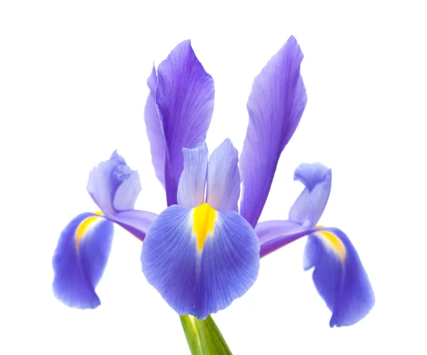 Sötét lila iris kinyílt elszigetelt fehér — Stock Fotó