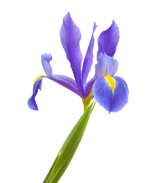 Dark purple iris open flowers isolated on white — Stock Photo, Image