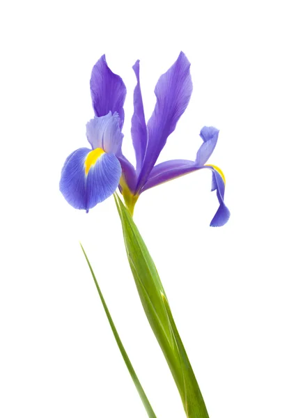 Donkere paarse iris open bloemen geïsoleerd op wit — Stockfoto