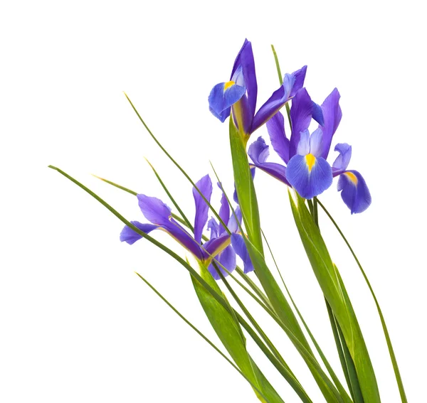 Dunkel lila Iris offene Blüten isoliert auf weiß — Stockfoto