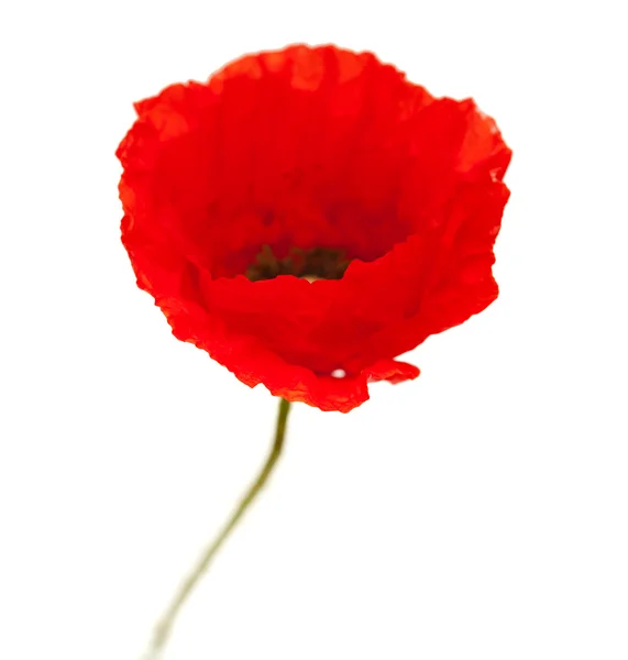 Bright red poppy flower isolated — Stock Photo, Image