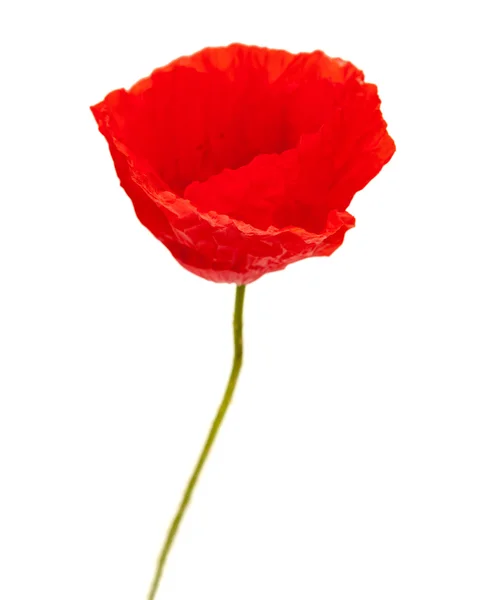 Flor de amapola rojo brillante aislado —  Fotos de Stock