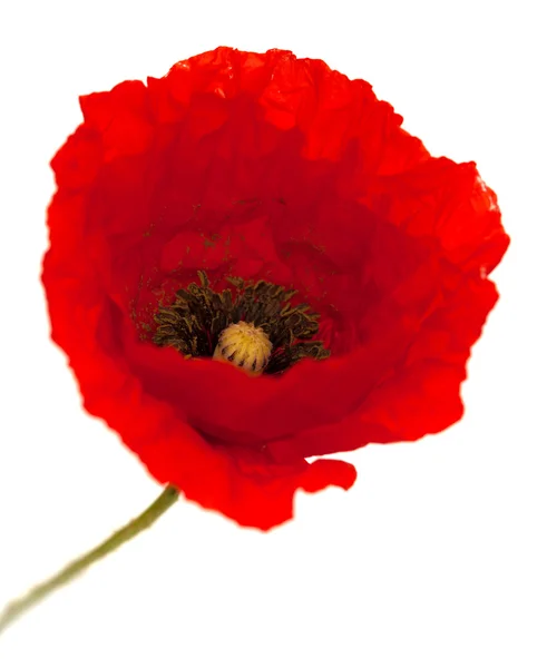 分離された明るい赤いケシの花 — ストック写真