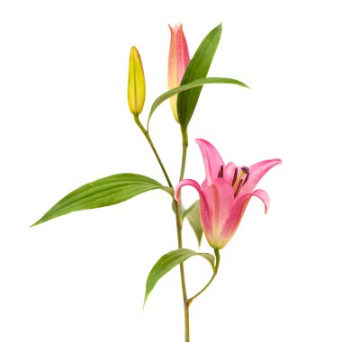 Pembe Zambak