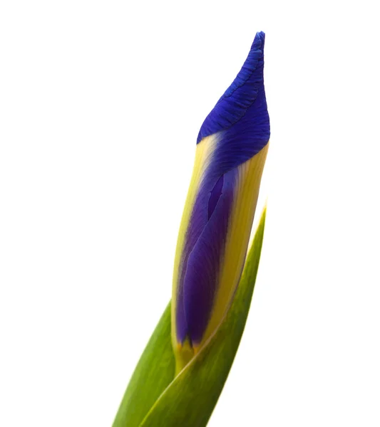Bourgeon iris violet foncé — Photo