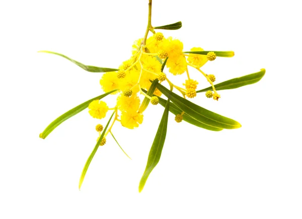 Gula fluffiga blommor på acacia — Stockfoto