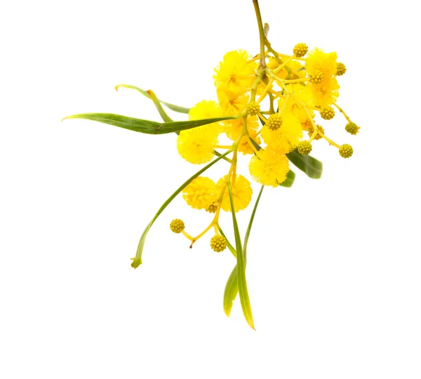 Amarillo flores esponjosas en acacia — Foto de Stock