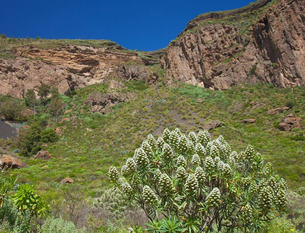 Caldera de tejeda im Winter — Stockfoto