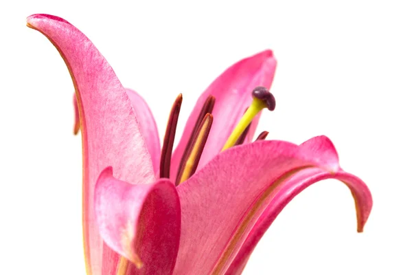 Giglio rosa — Foto Stock