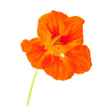 Tropaeolum majus, Bahçe nasturtium