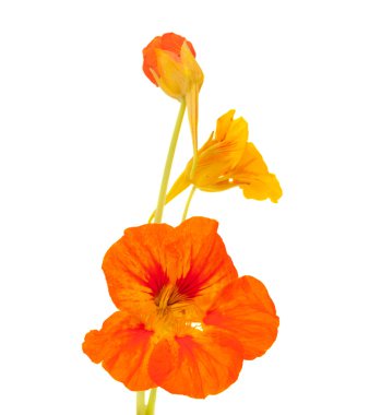Tropaeolum majus, Bahçe nasturtium