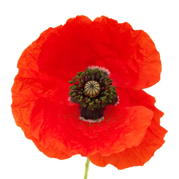 Bright red poppy — Stock Photo, Image