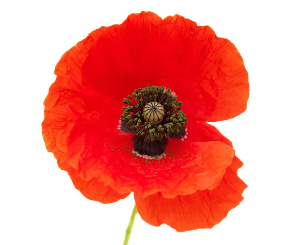 Bright red poppy — Stock Photo, Image