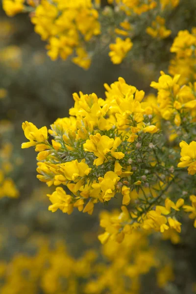 Bohaté kvetení Genista microphylla, koště endemických druhů — Stock fotografie