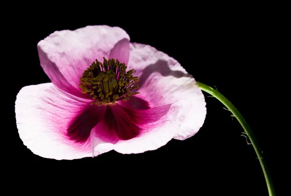 Růžový mák — Stock fotografie