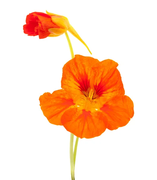 Tropaeolum majus ,garden nasturtium — Stock Photo, Image