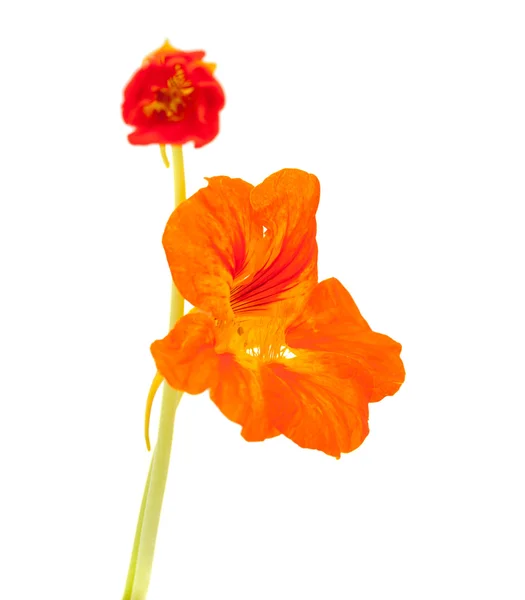 Tropaeolum majus, jardim nastúrcio — Fotografia de Stock