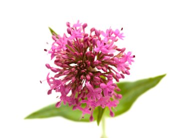 Centranthus ruber