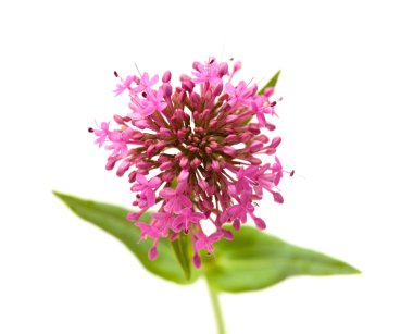 Centranthus ruber