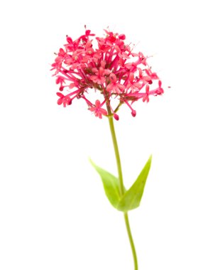 Centranthus ruber