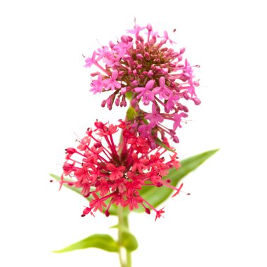 Centranthus ruber