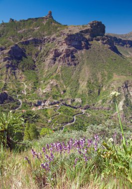gran canaria florası 