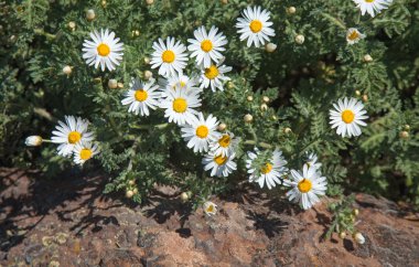 gran canaria florası