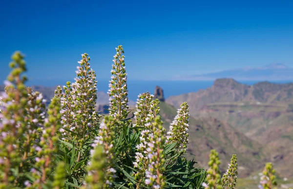 Flora de gran canaria — Fotografia de Stock