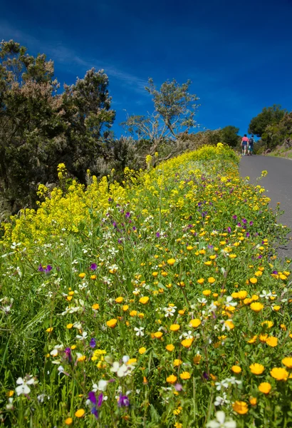 Langs de weg bloemen op La Gomera — Stockfoto