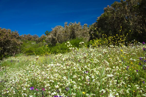 Kwitnące łąki na La Gomera — Zdjęcie stockowe