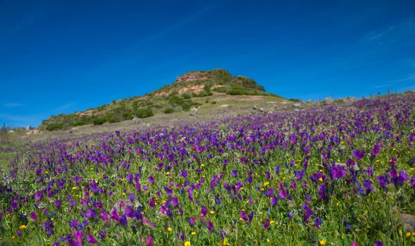 La Gomera, çiçekli dağ çayırları — Stok fotoğraf