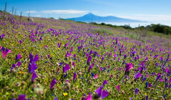 La Gomera, blomstrende fjellenger – stockfoto