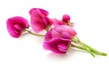 gran canaria florası