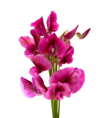 gran canaria florası