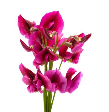 gran canaria florası