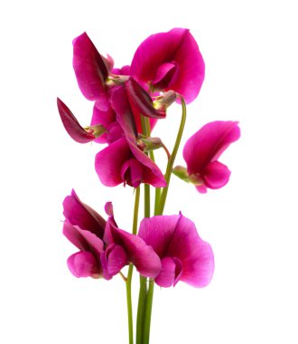 gran canaria florası