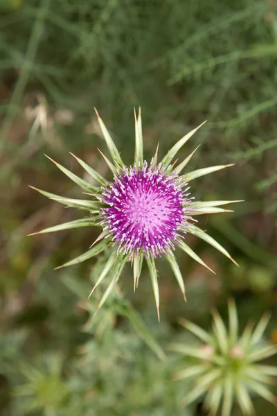 Chardon-Marie fleuri — Photo