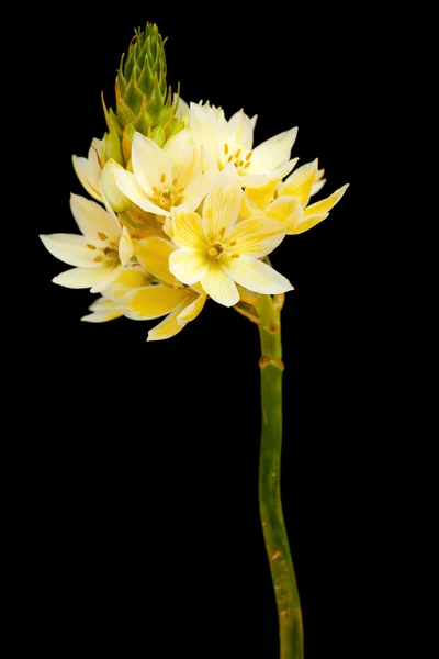 Звезда Вифлеемских цветов — стоковое фото