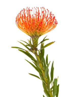orange protea clipart