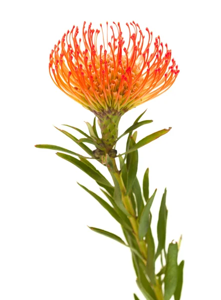 Turuncu protea — Stok fotoğraf