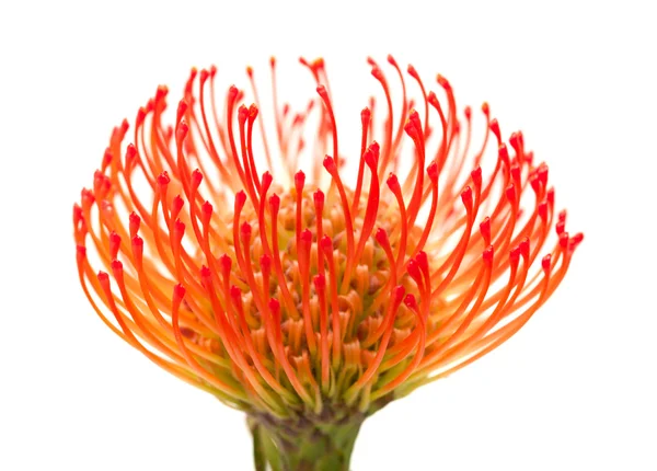 Protea arancione — Foto Stock