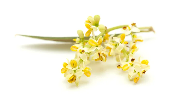 Olive tree flowers — Stock Photo, Image