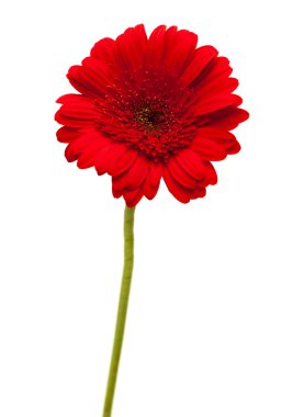 izole üzerine Beyaz gerbera