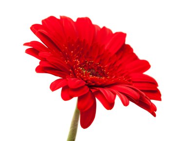 izole üzerine Beyaz gerbera