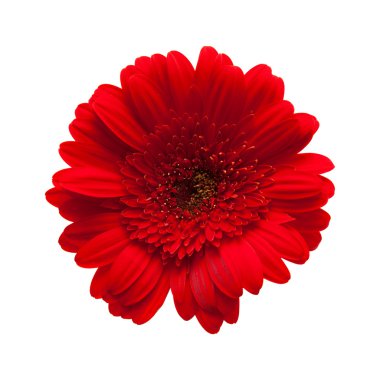 izole üzerine Beyaz gerbera