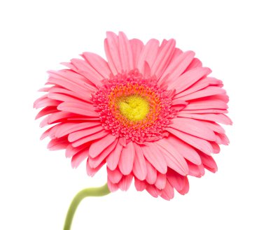 izole üzerine Beyaz gerbera