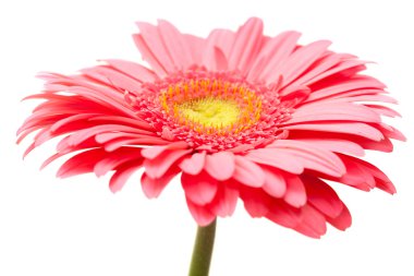 izole üzerine Beyaz gerbera