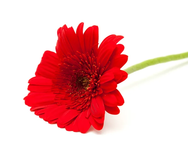 Gerbera isolé sur blanc — Photo